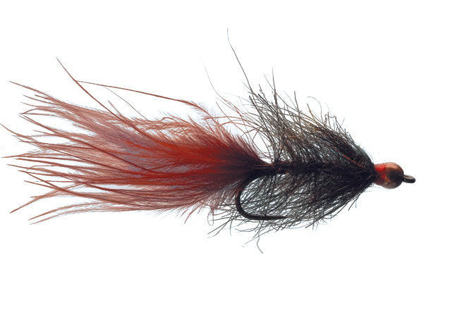 Solitude Hale Bopp Leech