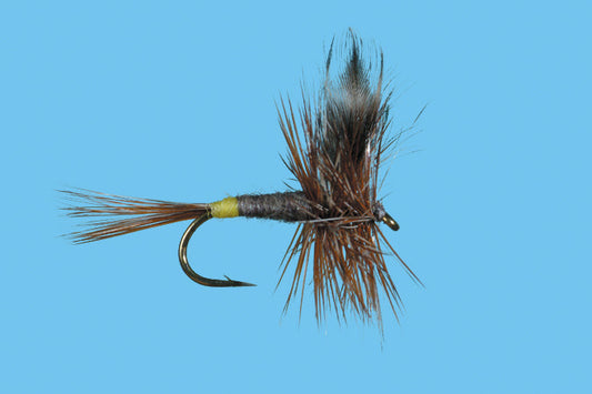 Solitude Adams Female