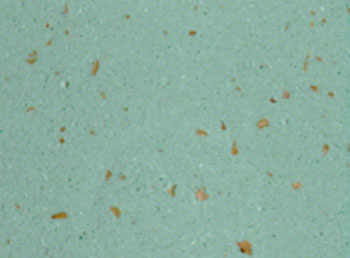 Cinelli Cork Ribbon Handlebar Tape - Ascent Cycles