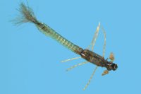 Solitude Ultra Damsel Nymph