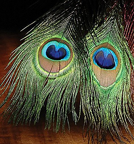 Hareline Peacock Eyed Sticks-Natural
