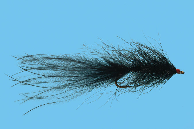 Solitude Hale Bopp Leech
